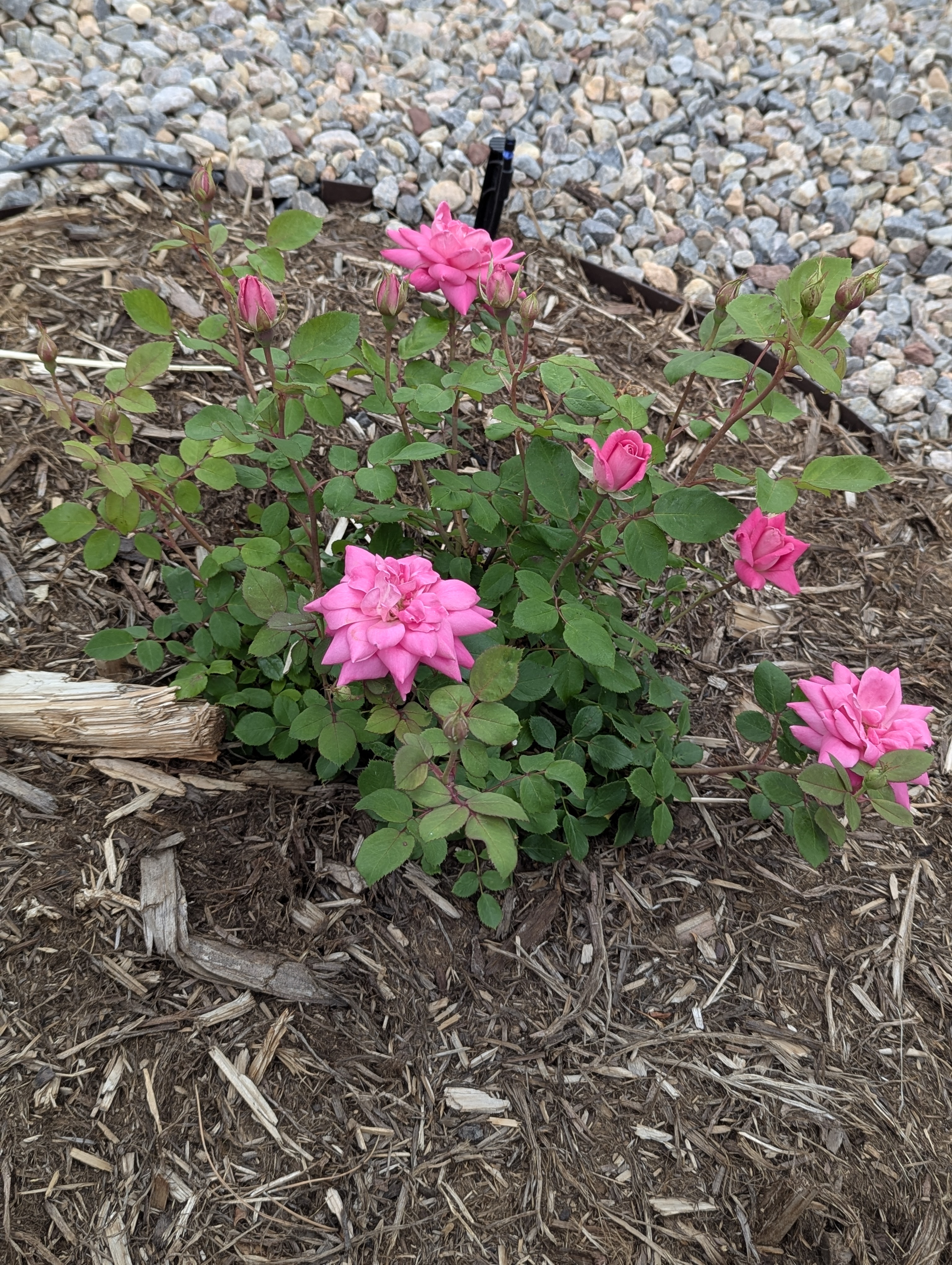 Garden, Flowers, Morrison, Colorado